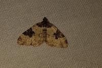 Xanthorhoe fluctuata