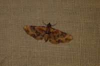 Eupithecia linariata