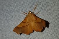 Ennomos fuscantaria