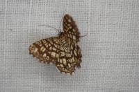 Chiasmia clathrata