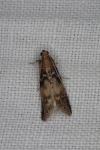 Euzophera pinguis