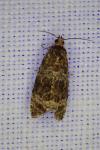 Celypha lacunana