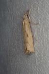 Agriphila geniculea