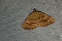 Camptogramma bilineata