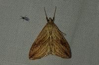 Evergestis forficalis