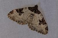 Xanthorhoe fluctuata