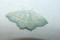 Campaea margaritaria