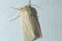 Mythimna pallens