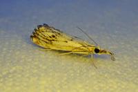 Catoptria falsella