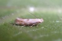 Bucculatrix bechsteinella