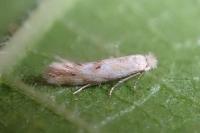 Bucculatrix bechsteinella