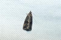 Endothenia quadrimaculana