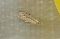 Agriphila geniculea