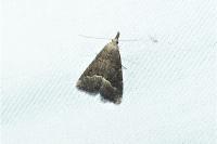 Schrankia taenialis