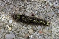 Katha depressa
