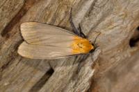 Lithosia quadra