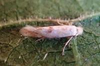 Bucculatrix bechsteinella
