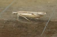 Agriphila geniculea
