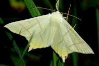 Ourapteryx sambucaria