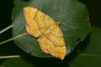 Camptogramma bilineata