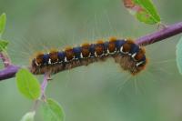 Eriogaster lanestris