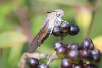 Macroglossum stellatarum