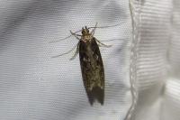 Gelechia sororculella