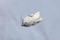 Acleris kochiella