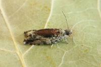 Epinotia nisella