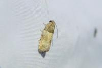Gypsonoma aceriana