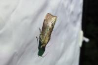Galleria mellonella