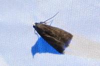 Eccopisa effractella