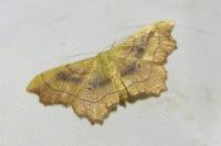 Idaea emarginata