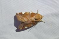 Cosmia diffinis