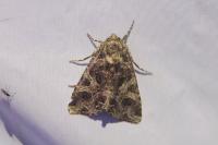 Sideridis rivularis