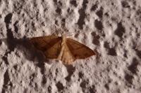 Cyclophora punctaria