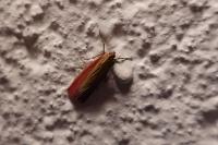 Oncocera semirubella