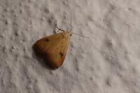 Rivula sericealis