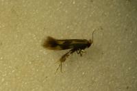 Bucculatrix nigricomella