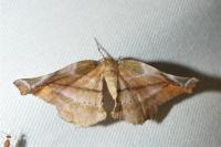 Apeira syringaria