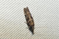 Teleiopsis diffinis