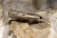 Agriphila geniculea