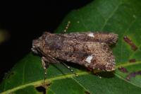 Dryobota labecula