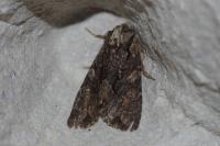 Dryobotodes tenebrosa