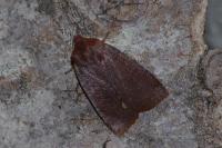 Conistra ligula