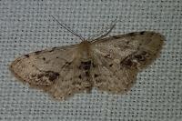 Idaea dimidiata