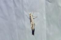 Ypsolopha scabrella