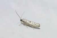 Yponomeuta plumbella