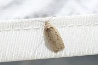Agonopterix yeatiana