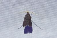 Eurodachtha siculella